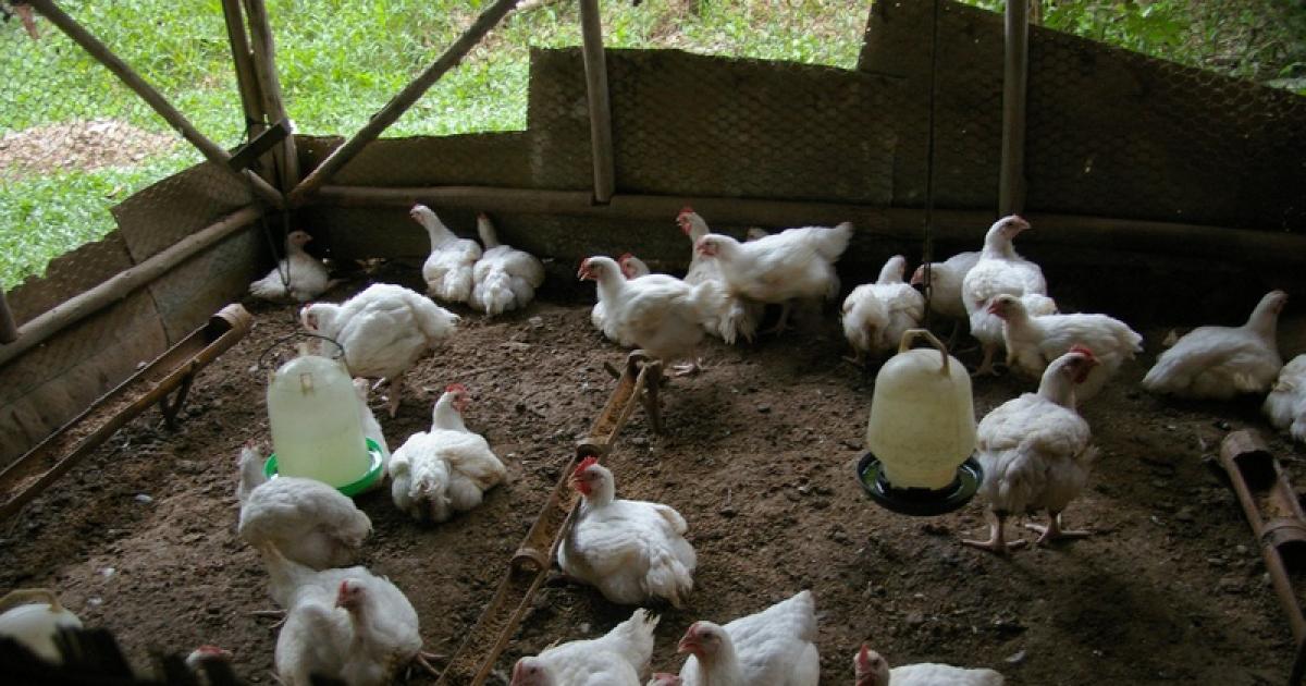 Smallholder poultry production system in the Pacific | ACIAR